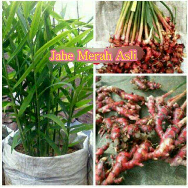 BIBIT JAHE MERAH UNGGUL