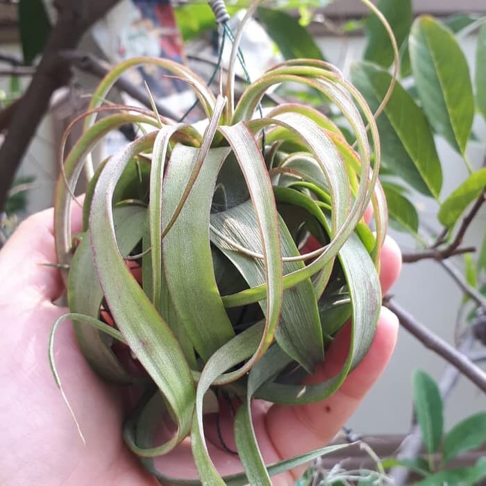 TANAMAN HIASAN TILLANDSIA ERIC KNOBLOCH