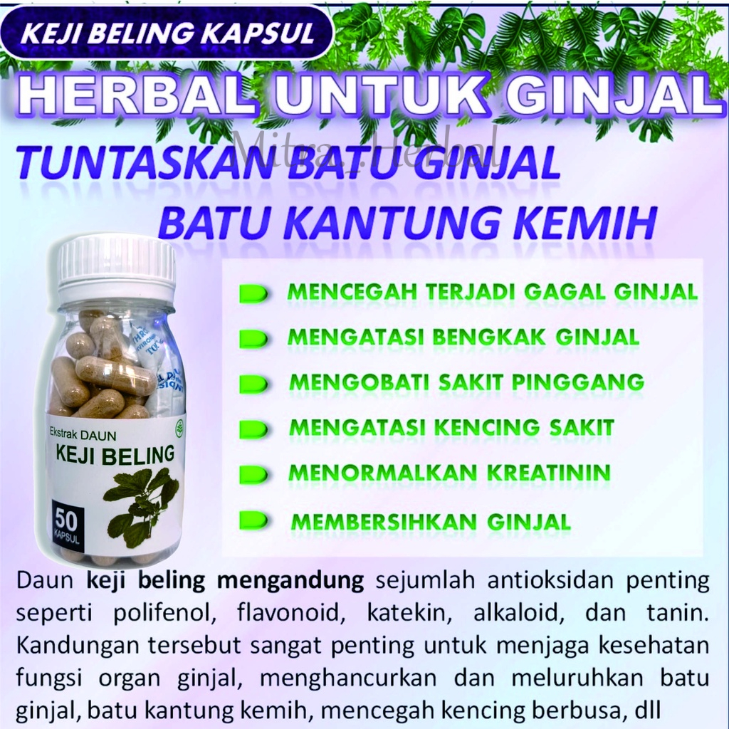 Daun Keji Beling Suplemen Kesehatan / Obat Batu Ginjal / Herbal Jamu Isi 50 Kapsul