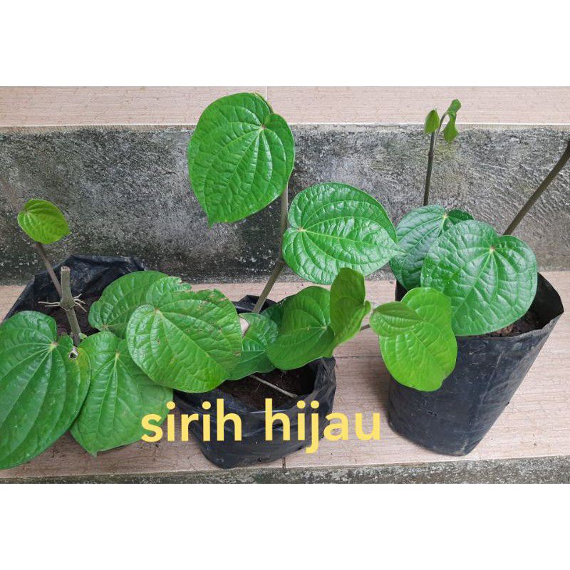 Jual Bibit Sirih Hijau Tanaman Sirih Hijau Daun Pohon Sirih Hijau Bibit