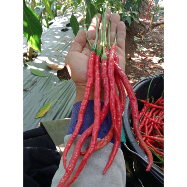

cabai merah