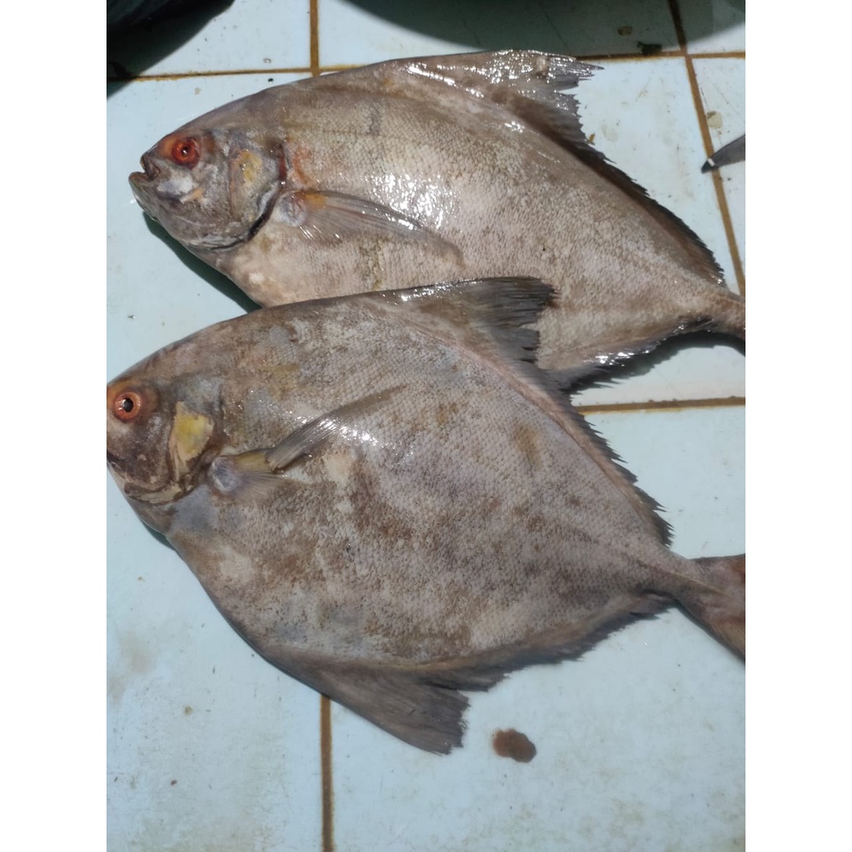 

Ikan Bawal Abu-Abu