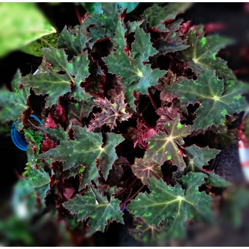 begonia bintang