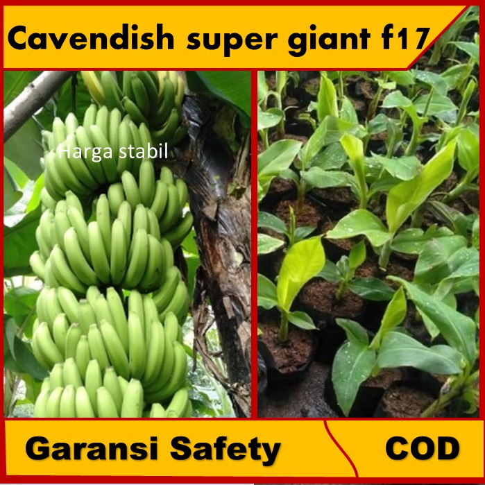 paket 3 bibit bisang Cavendis/Kavendish/cavendish Unggul Super Giant F17