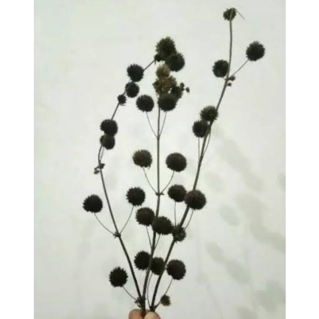 bunga pompom kering