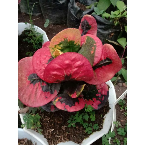 Tanaman Hias bunga puring apel klx