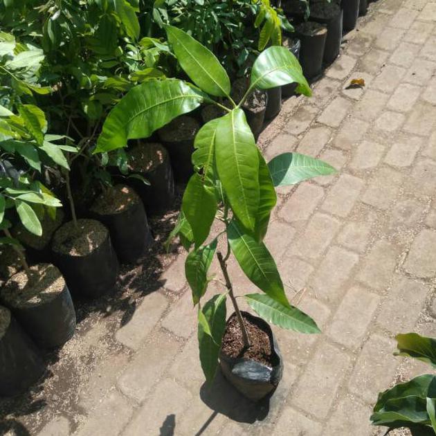 Terlaris" Bibit Tanaman Buah Mangga Mahatir Kinabalu Malaysia