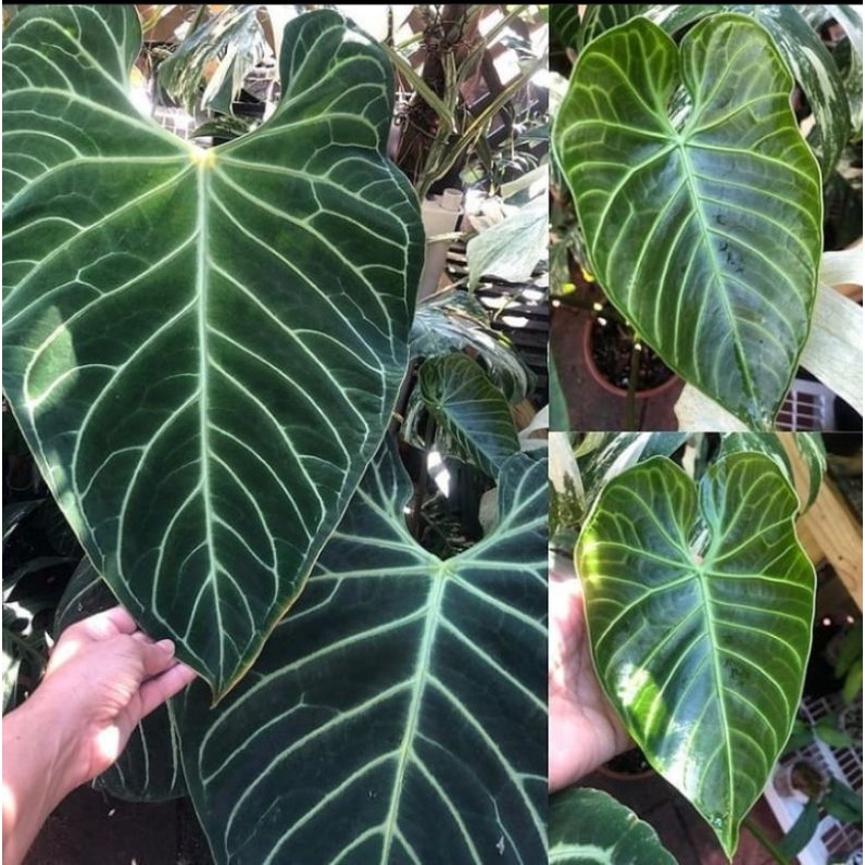 Anthurium regale Greg Hambali - Anturium regale