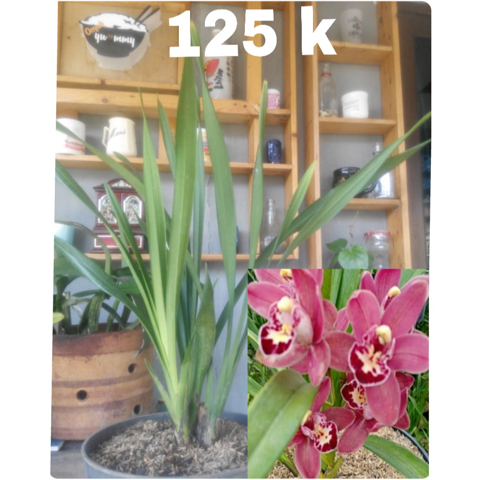 Anggrek cymbidium Pink