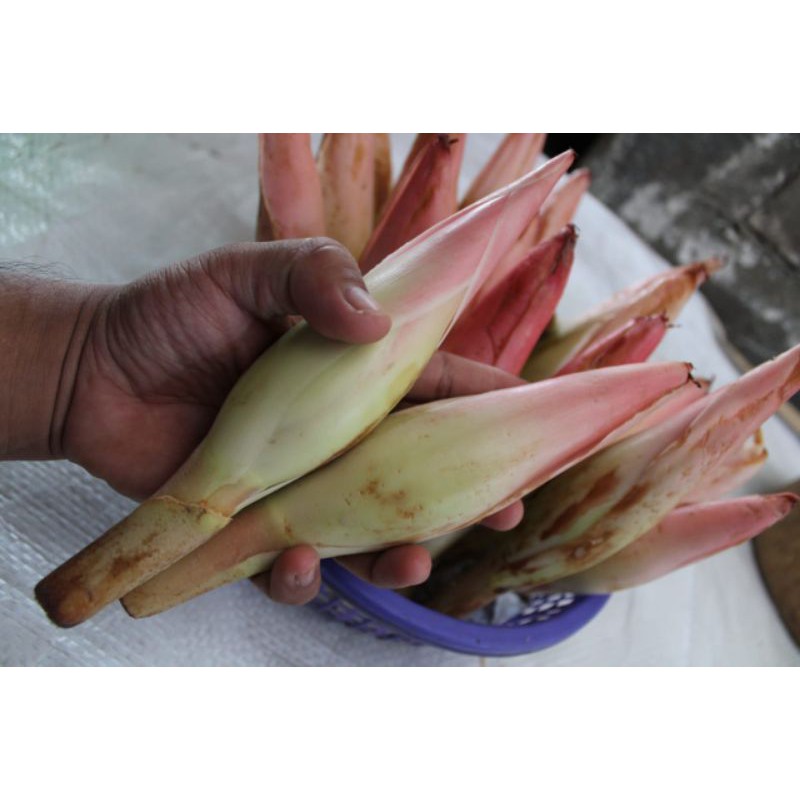 

KECOMBRANG/KINCUNG/ONJE SUPER
