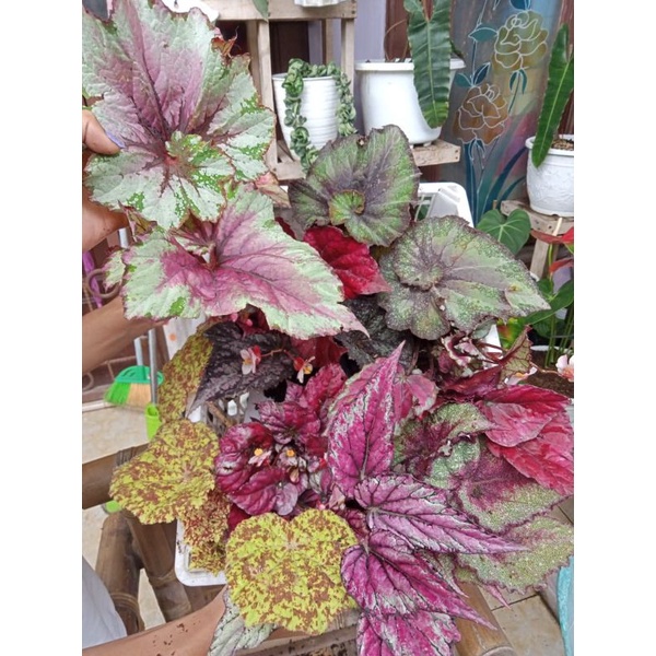 Paket begonia
