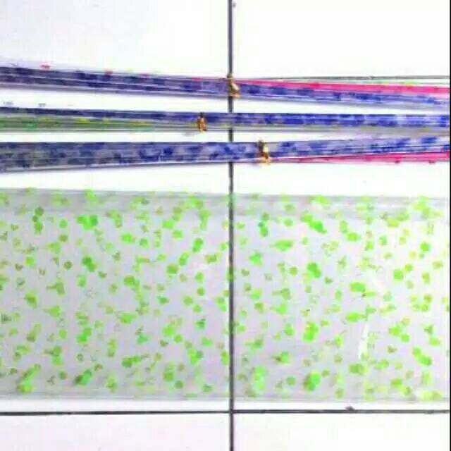 Plastik hantaran transparan plastik madumongso