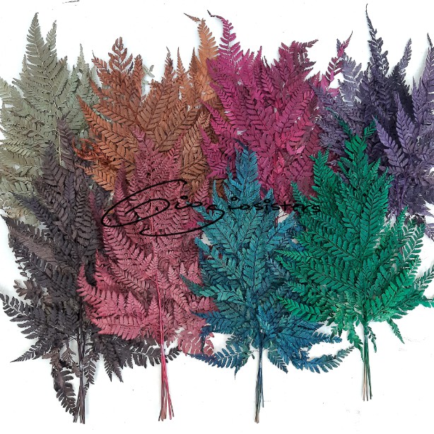 Daun Pakis Kering Lokal | Daun Paku Kering | Dried Natural Fern Local