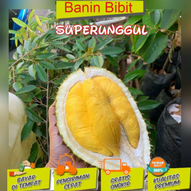 Bibit Durian Lay Kalimantan
