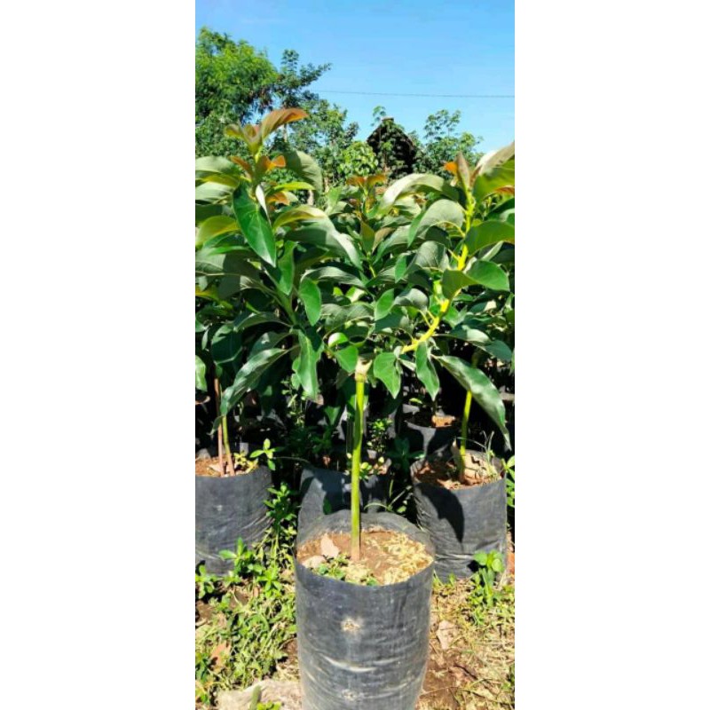 bibit leci merah, santang madu, jeruk purut