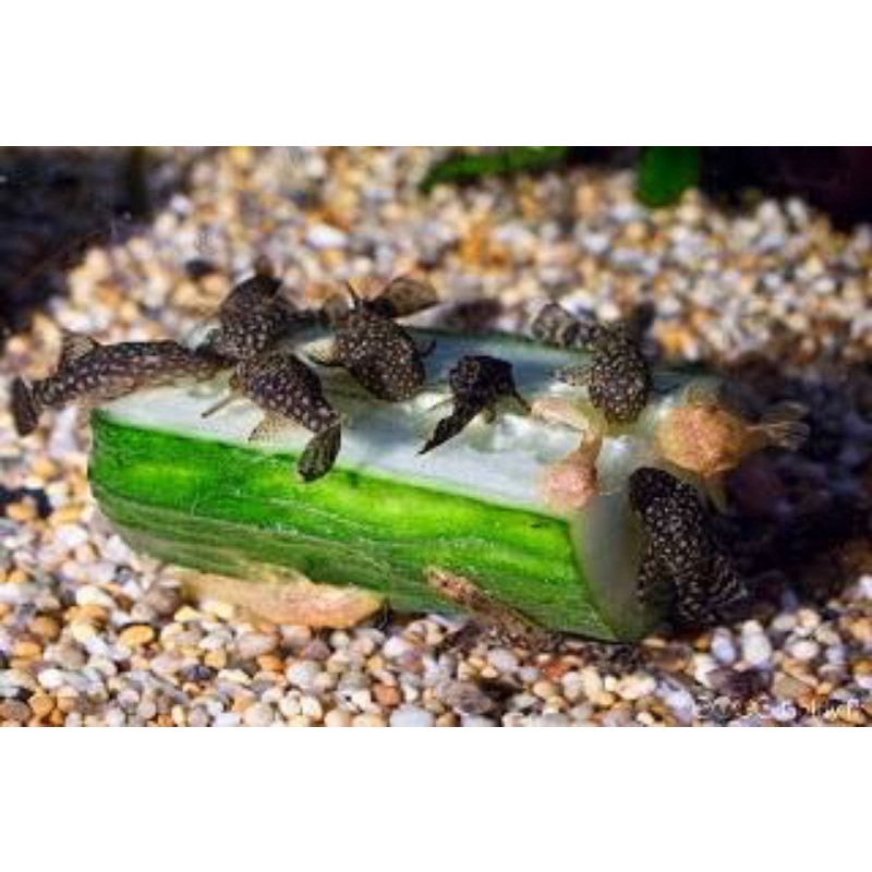 BrushMouth Pleco Hitam / L114