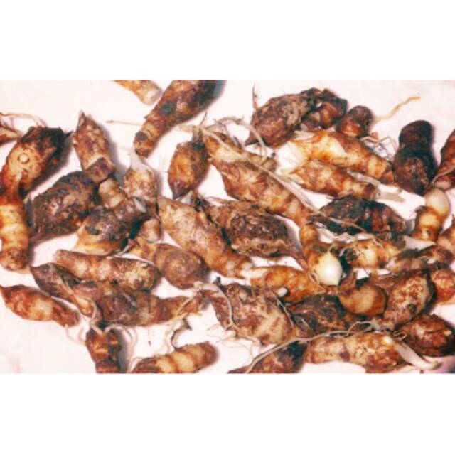 Umbi keladi tikus powder