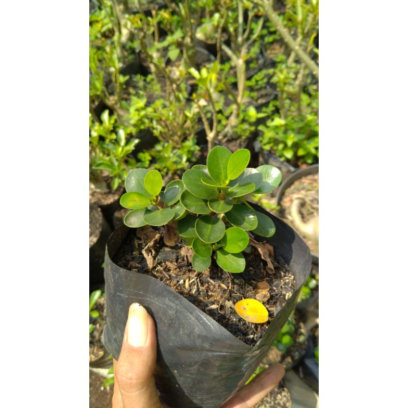 beringin mangkok mikro