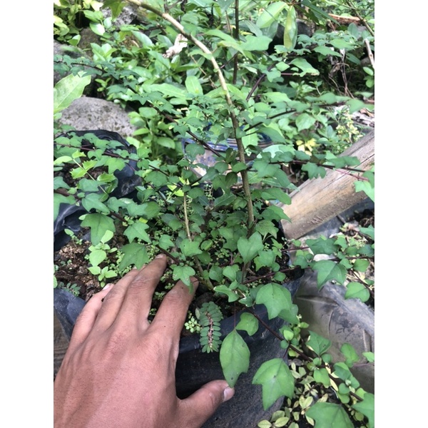 Bibit Bonsai Wareng Bintang