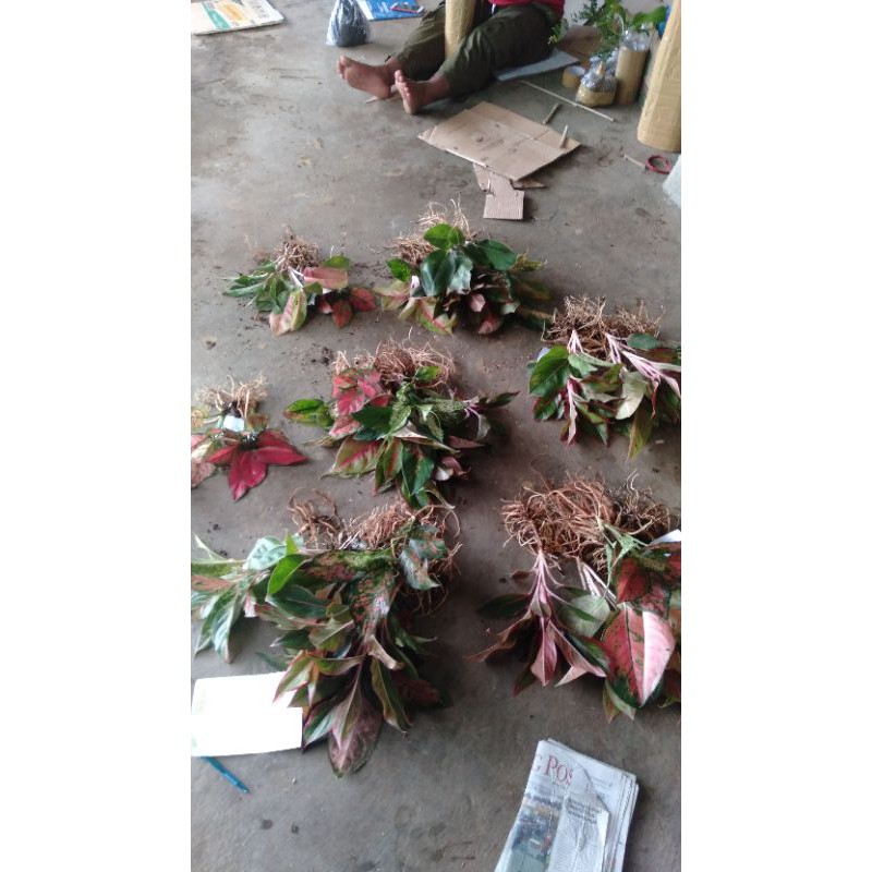 PAKET MURAH BUNGA AGLONEMA 10 JENIS TERLARIS/ BUNGA AGLONEMA PAKET LOKAN MURAH