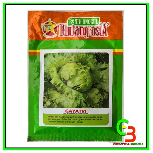 Bisa Cod 10 gram Benih unggul Selada / lettuce hijau GAYATRI Produk asli Bintang asia - Bibit Selada