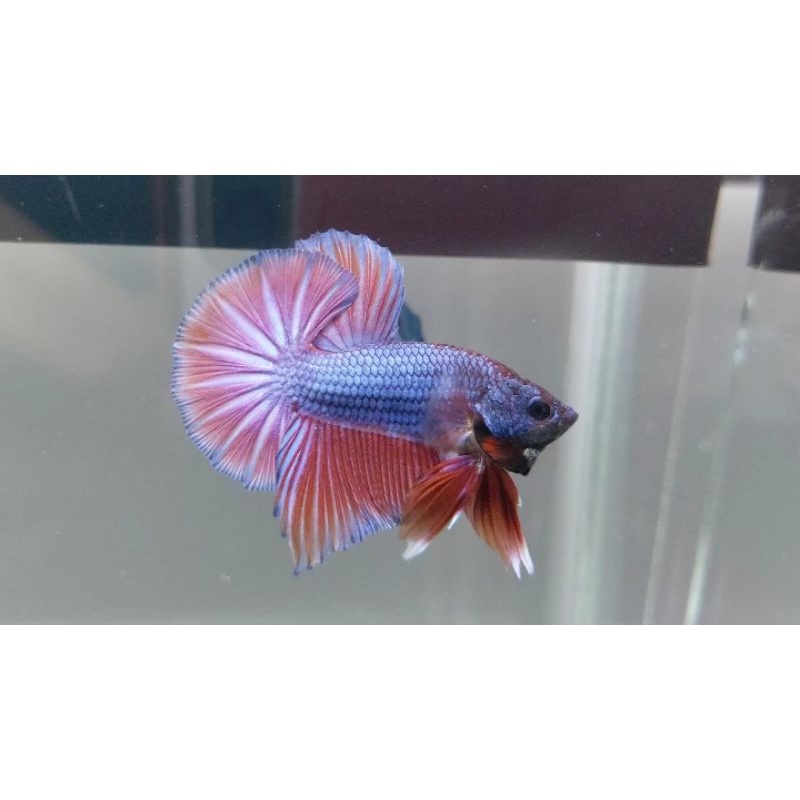 Baby hmpk