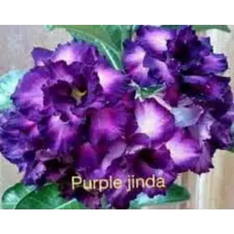 TANAMAN HIAS ADENIUM KAMBOJA JEPANG BUNGA TUMPUK//PURPLE JINDA