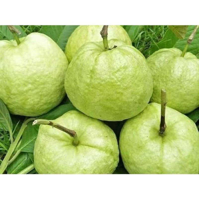 

JAMBU INTAN/JAMBU RUJAK 1KG