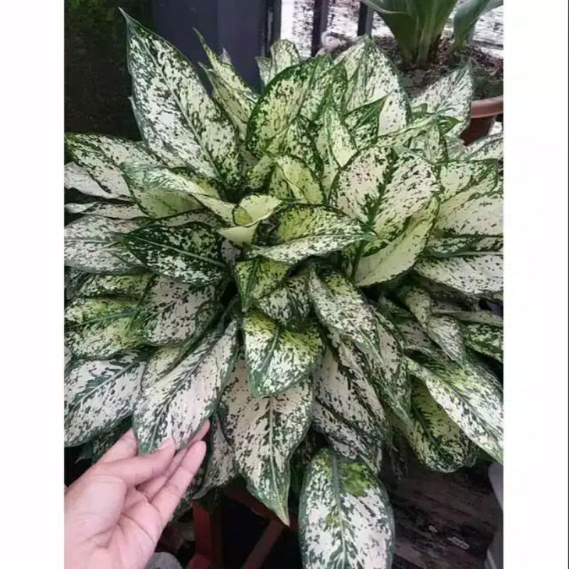 Aglonema snow white daun rimbun