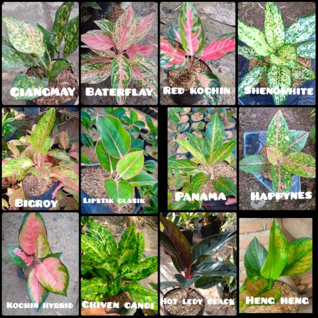Paket 12 jenis aglonema murah meriah