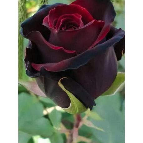 BIBIT BUNGA MAWAR HITAM IMPORT / TANAMAN HIDUP MAWAR HITAM