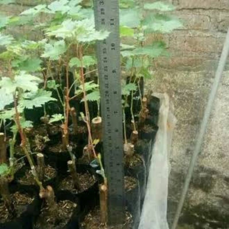 BIBIT ANGGUR IMPORT AKADEMIK