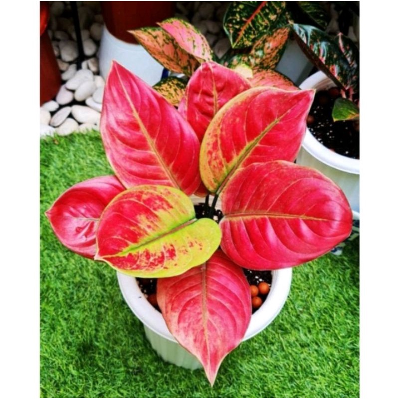 PROMO Aglonema Ayunindi Anakan
