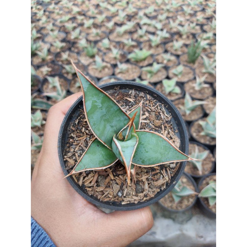 Sansevieria pinguicula (PINGUIN)