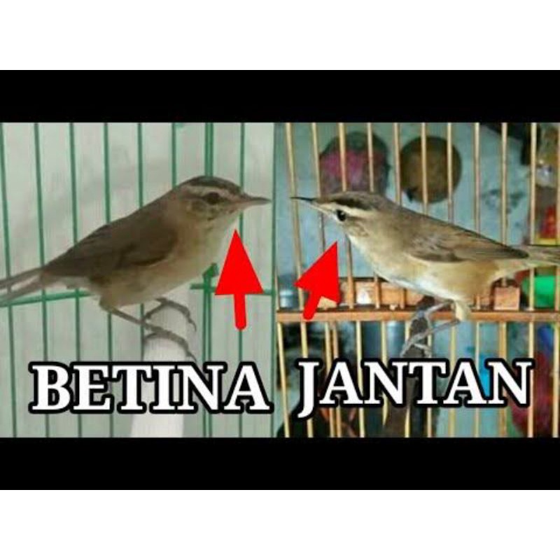 kerak basi alis hitam SHINCAN