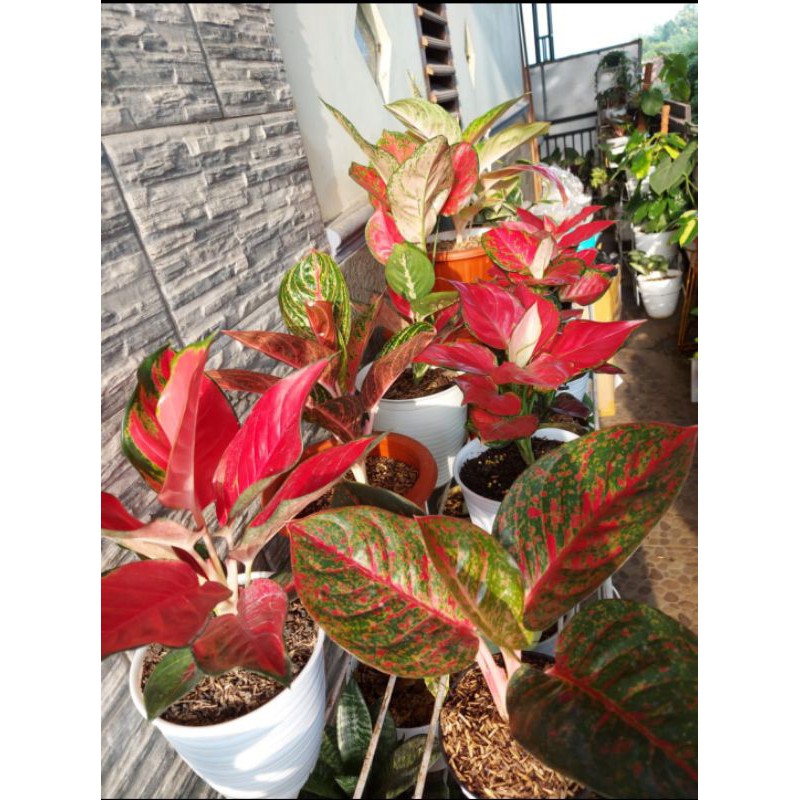 Aglonema bermacam jenis