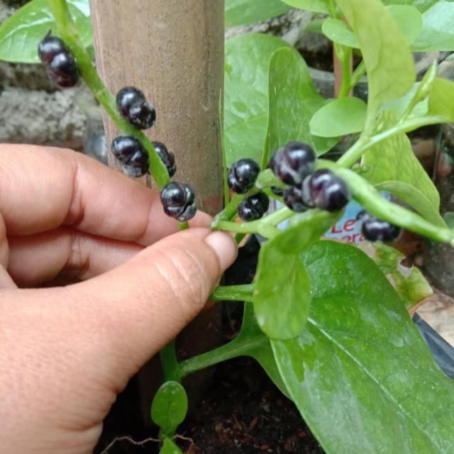 

Buah Angkung An kung Anggong Angong Origina