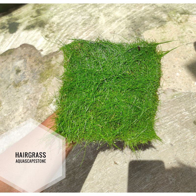 Hairgrass karpet tanaman aquascape