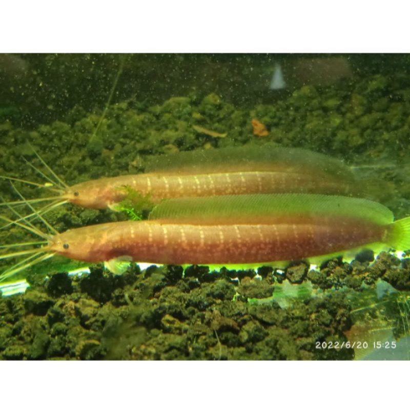 ikan  lembad totol