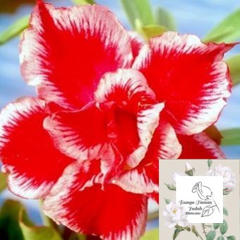 Tanaman Bunga Adenium Xmas Santa - Bibit Bunga Adenium kamboja Jepang Bunga Taman Indah