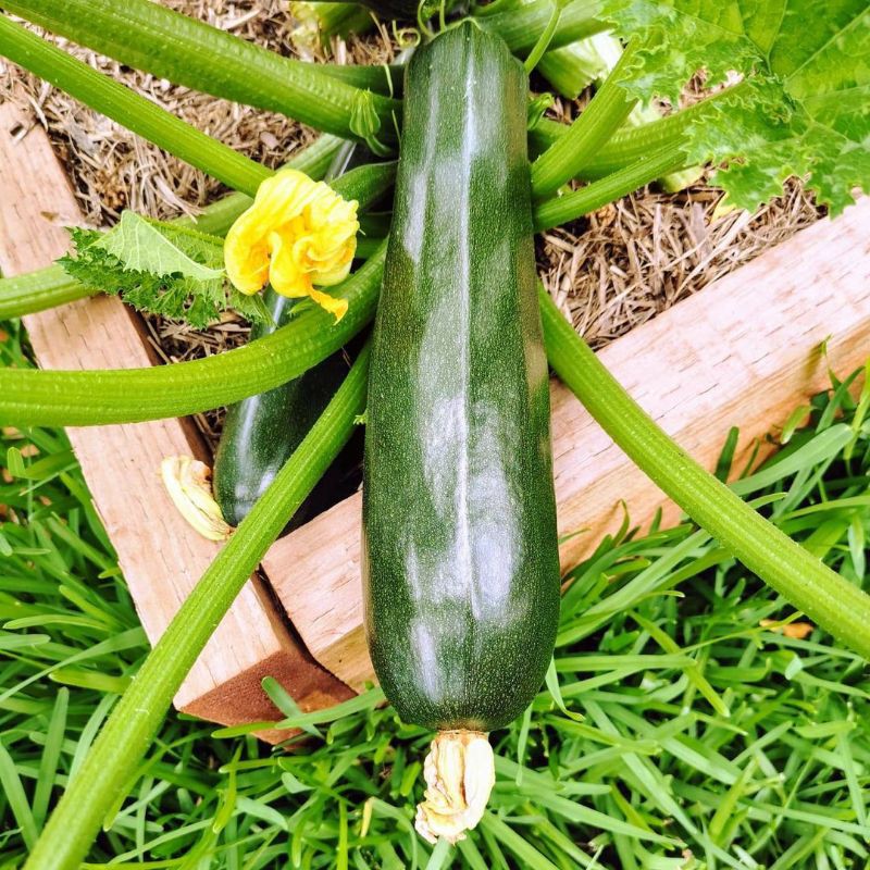 2 Biji - Benih Zucchini Hijau BLACK BEAUTY Tahan Panas