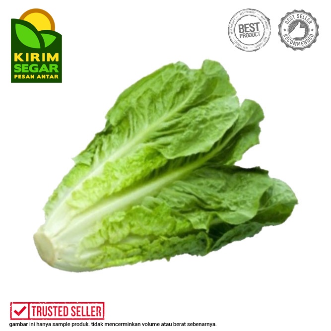 Jual Romaine Segar Lettuce Romaine Fresh Romaine Pack Shopee Indonesia