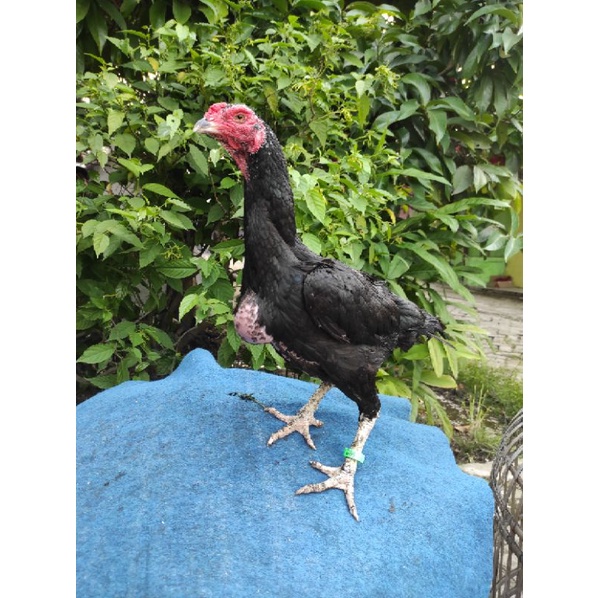 Ayam Indukan Bangkok F1 Big size