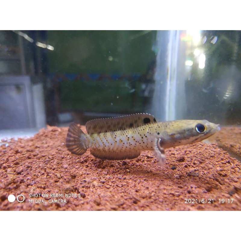 blue pulchra size kurleb 8-9cm