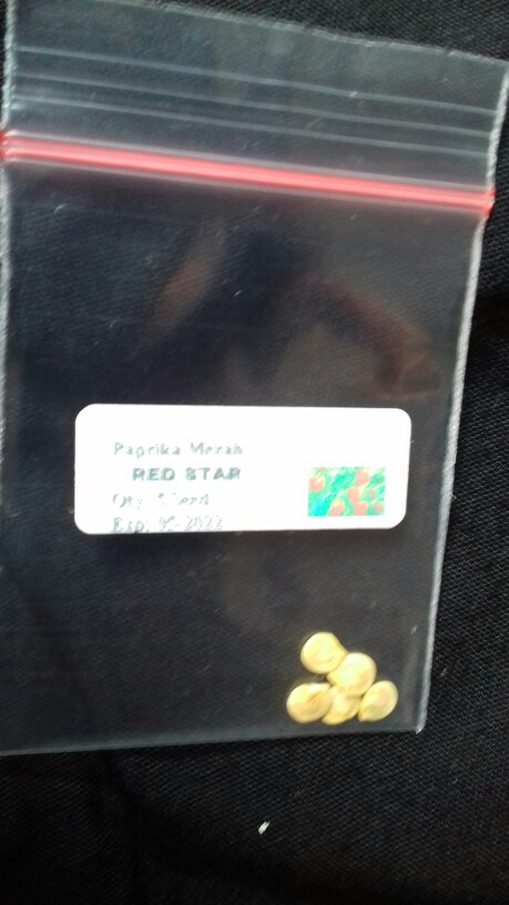 5 Biji - Benih Paprika Merah Red Star F1, Bibit Paprika F1 Cocok Disemua Dataran