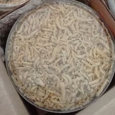 

Teri Medan Krispi Asli Madura