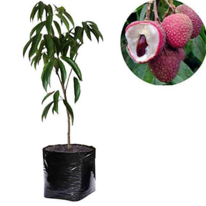 T1Me Bibit Tanaman Buah Leci Kom / Leci Dataran Rendah -Bibit Tanaman Hidup- Unggul Kw Super