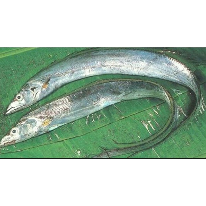 

Ikan Layur Fresh 1000 Gram