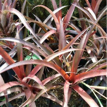 Tanaman Hias Nanas Merah