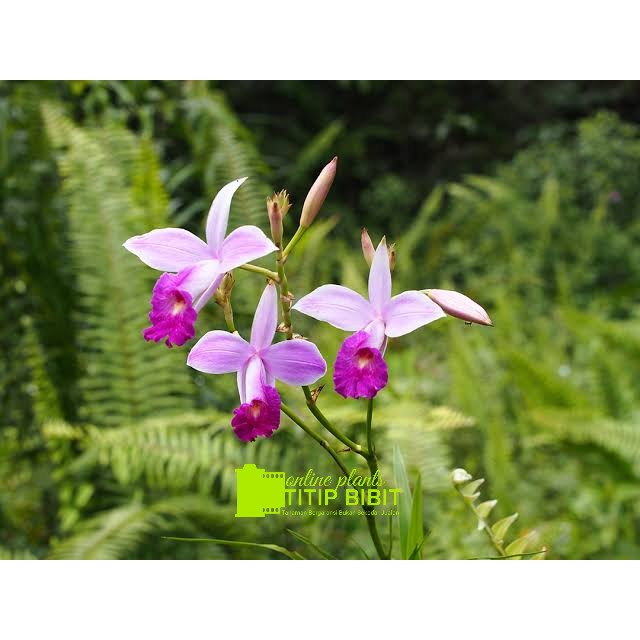 Anggrek spesies Arundina graminifolia